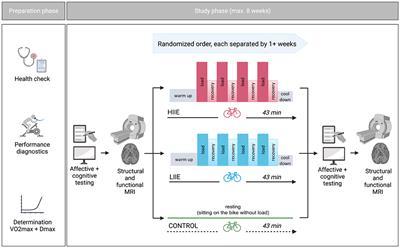 Fractional amplitude of low-frequency fluctuations associated with μ-opioid and dopamine receptor distributions in the central nervous system after high-intensity exercise bouts